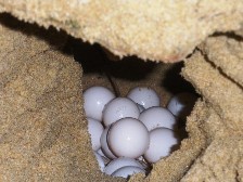 Turtle Eggs
