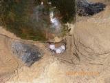 Turtle Nesting at Bhanga Nek